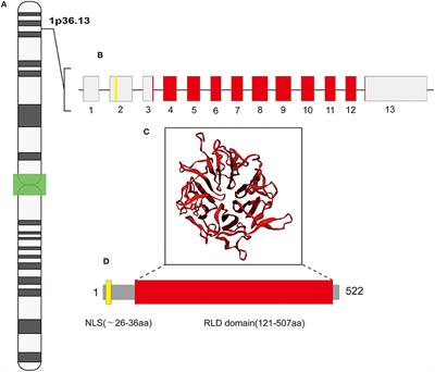 Regulator of Chromosome Condensation 2 Modulates Cell Cycle Progression, Tumorigenesis, and Therapeutic Resistance